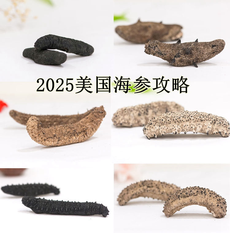 2025美国海参攻略