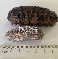 XLseafood South American double-row spiny sea cucumber