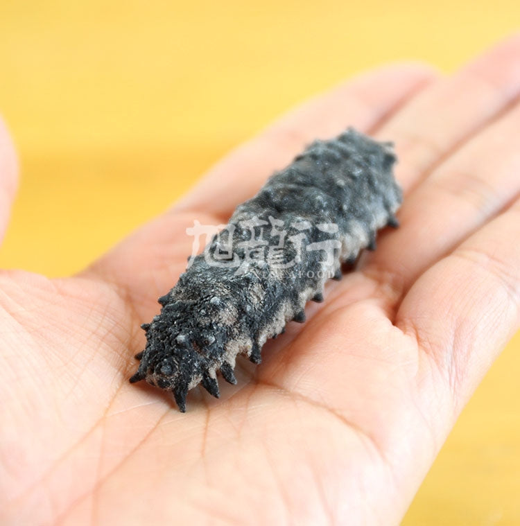 XLseafood South American double-row spiny sea cucumber Giftpack