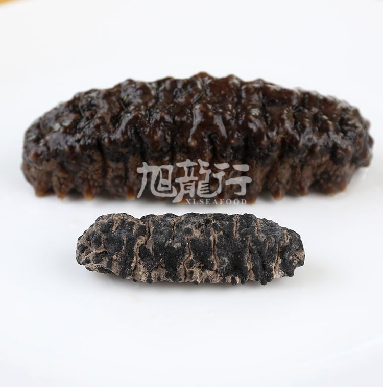 XLseafood South American double-row spiny sea cucumber (Sample)