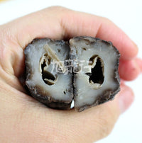 XLseafood South American double-row spiny sea cucumber (Sample)