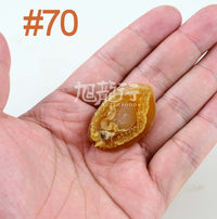 XLSEAFOOD Premium Sun Dried Haliotis Australia
