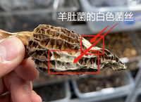 XLSEAFOOD Yun Nan Premium A+ Wild Mushroom Wild True Morel Mushroom Regular SIZE