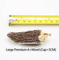 XLSEAFOOD Yun Nan Premium A+ Wild Mushroom Wild True Morel Mushroom Regular SIZE