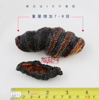 Xlseafood Sun Dried Wild Caught Canada Newfoundland Orange-foot Sea Cucumber（Sample）