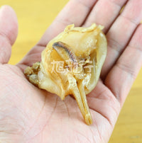 XLSEAFOOD Premium Sun Dried South Africa Sea Conch head meat