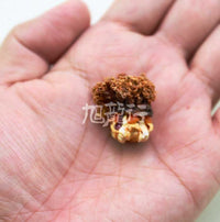 XLseafood Sun Dried Wild Caught Canada Newfoundland Orange-foot Sea Cucumber Gonad Flower