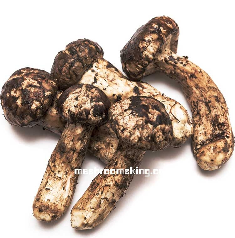 XLSEAFOOD Yun Nan Premium A+ Wild Mushroom Dry Matsutake Mushrooms