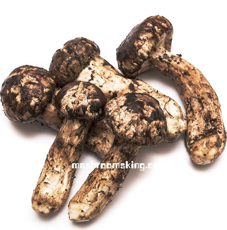 XLSEAFOOD Yun Nan Premium A+ Wild Mushroom  Dry Matsutake Mushrooms